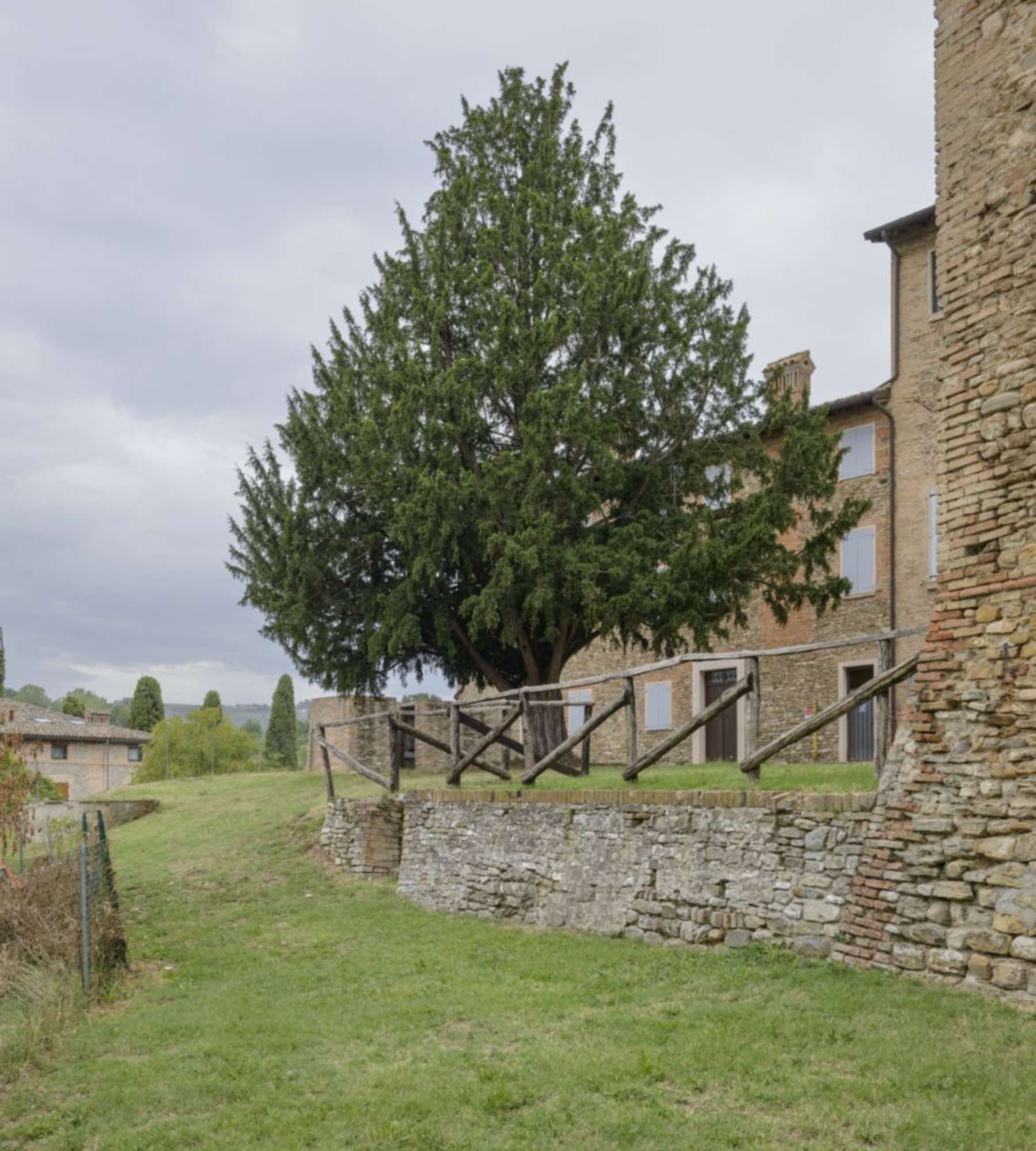 Tasso_Castelvetro di Modena_SCA3363